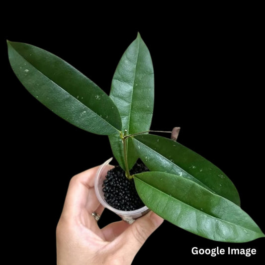 Hoya kalimantan02 (Large) PRE-ORDER-JULY272