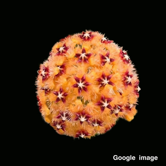 Hoya Mindorensis Seed Orange Flower (Large) PRE-ORDER-JULY381