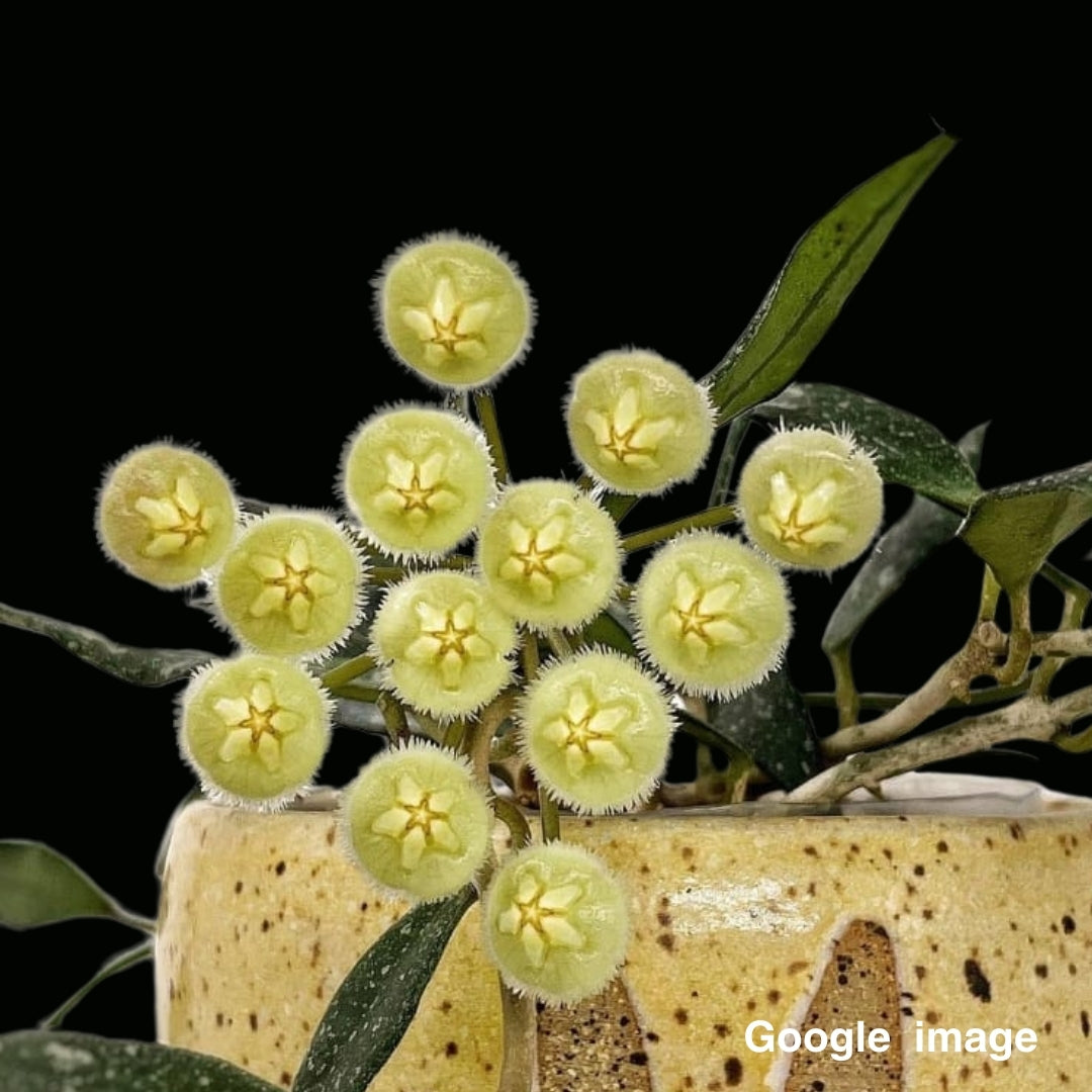 Hoya Mirabilis Large (PRE-ORDER)-JULY276