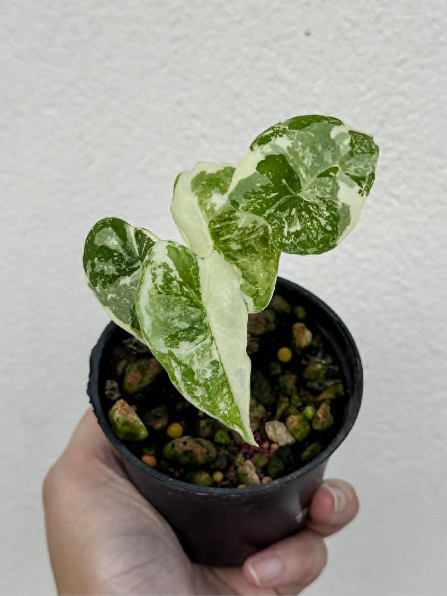 Alocasia Longiloba Thai Con (Phamtom) - Pre Order