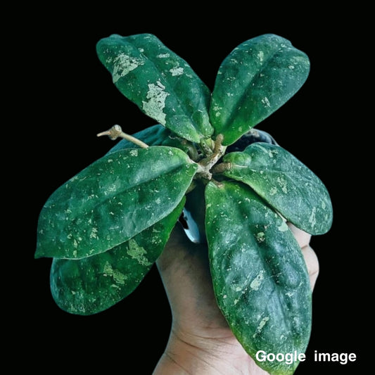 Hoya Mitrata (Large) PRE-ORDER-JULY386