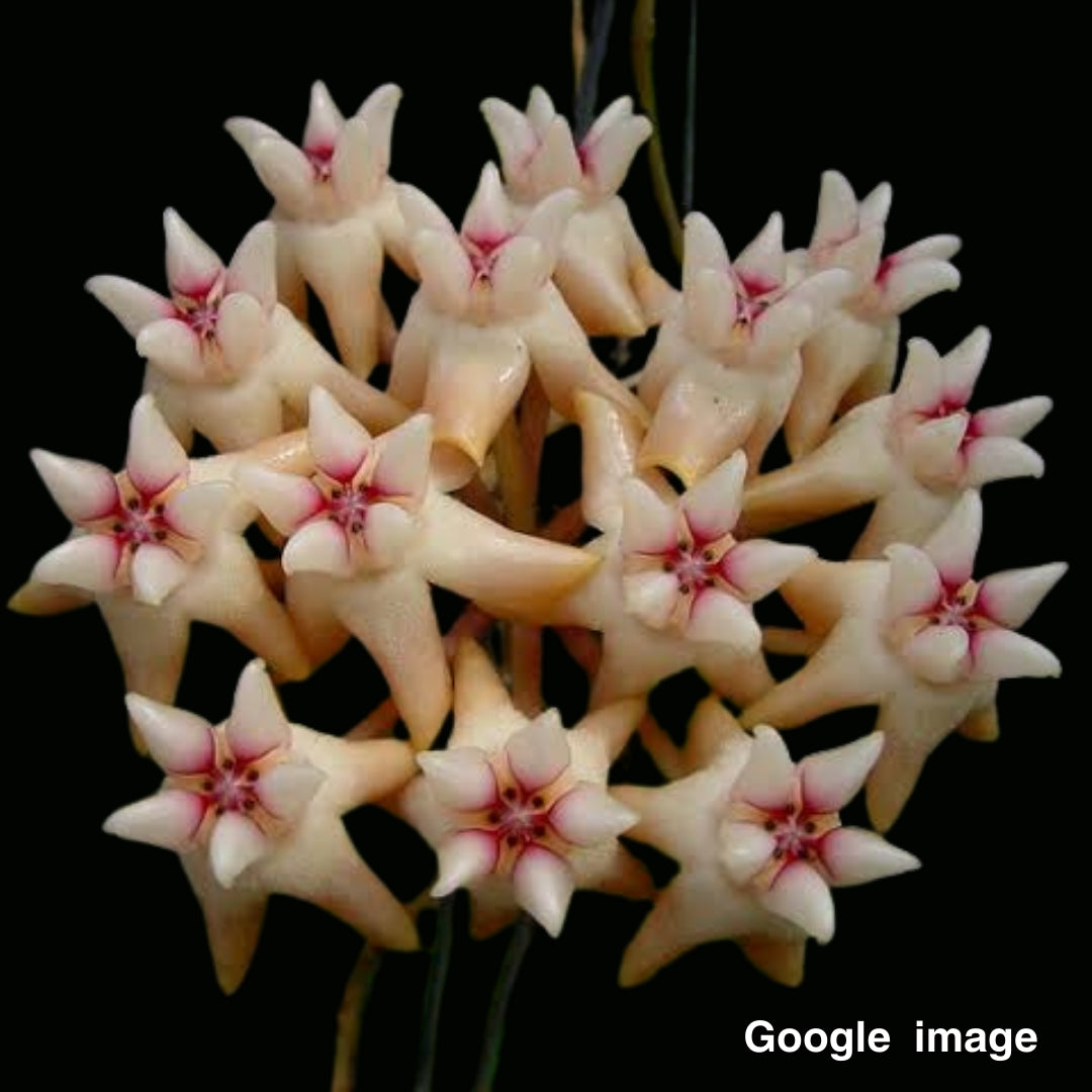 Hoya Mitrata AP1170 Large (PRE-ORDER)-JULY279