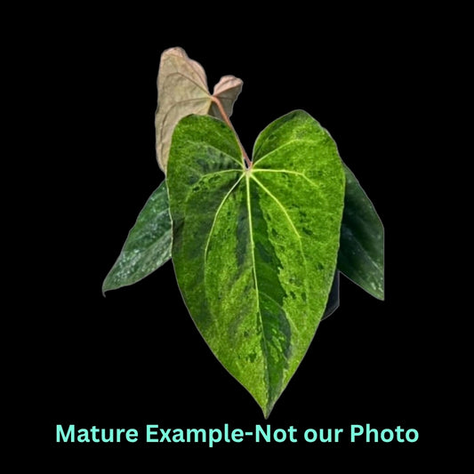 Anthurium Dark Phoenix Var (9cm Pot)- Pre Order JU28