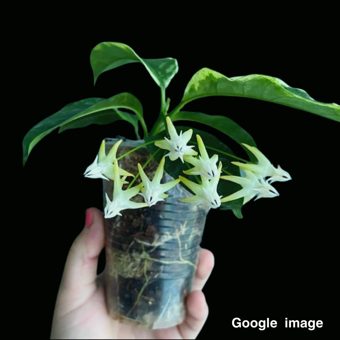 Hoya Multiflora Albomarginata Medium (PRE-ORDER)-JULY282