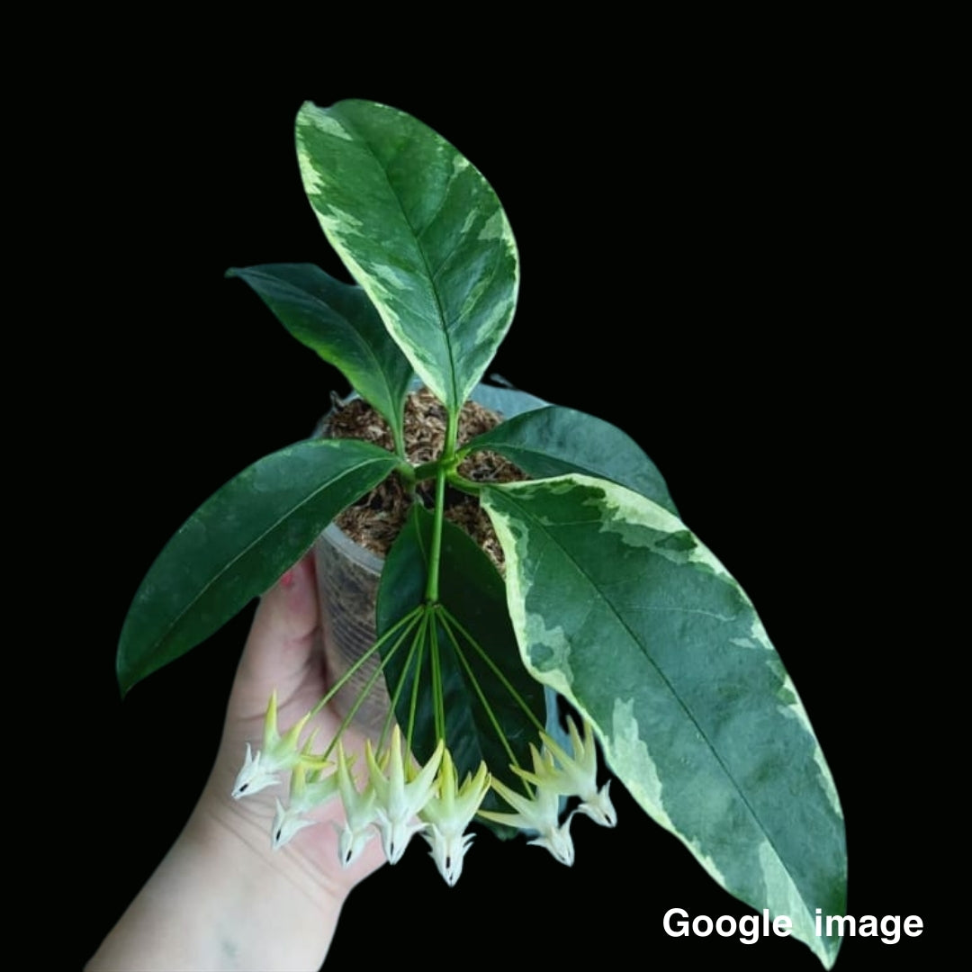 Hoya Multiflora Albomarginata Medium (PRE-ORDER)-JULY282