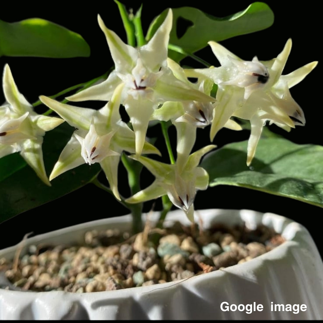 Hoya Multiflora Albomarginata Medium (PRE-ORDER)-JULY282