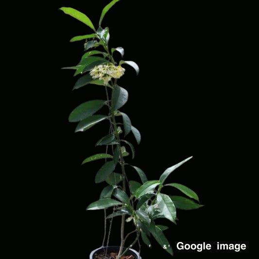 Hoya Multiflora Long Leaves (Orange Flower) Larger (PRE-ORDER)-JULY283