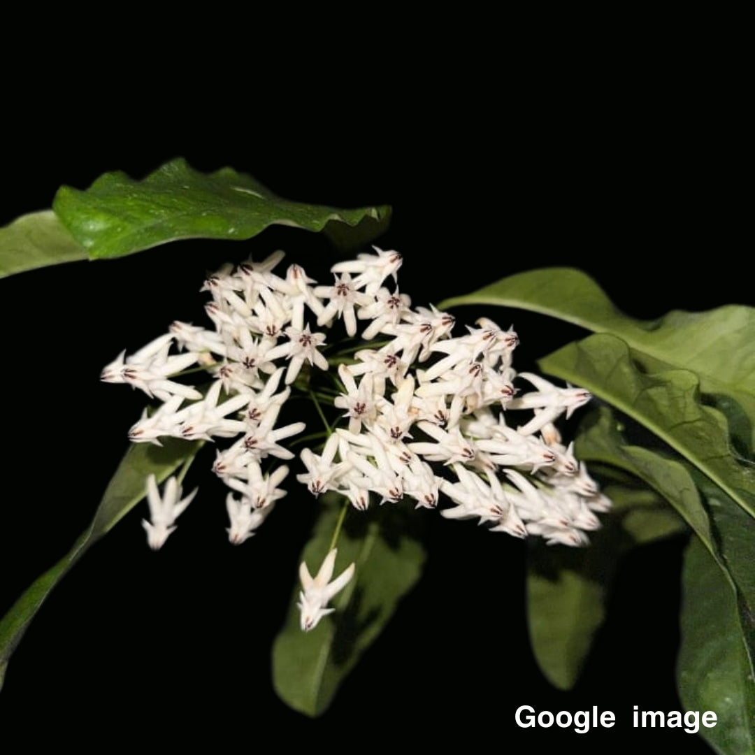 Hoya Multiflora White Flower Large (PRE-ORDER)-JULY284