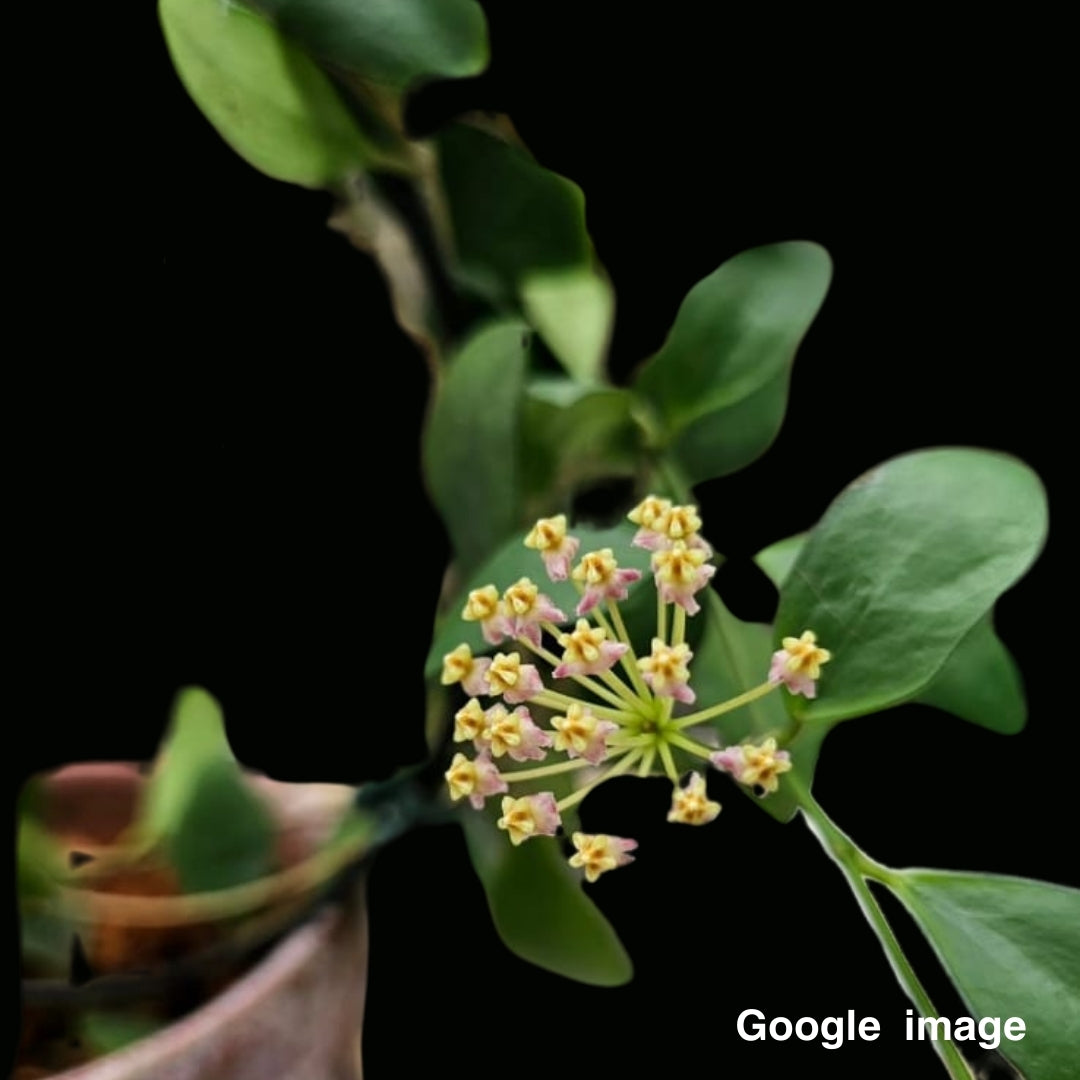 Hoya Myrmecopa purple Large (PRE-ORDER)-JULY285