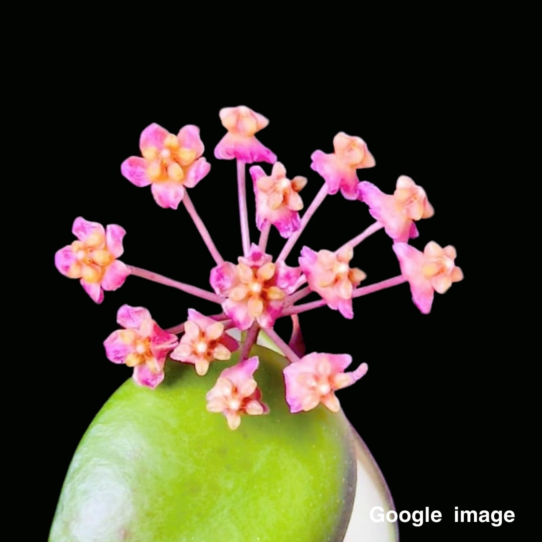 Hoya Myrmecopa purple Large (PRE-ORDER)-JULY285