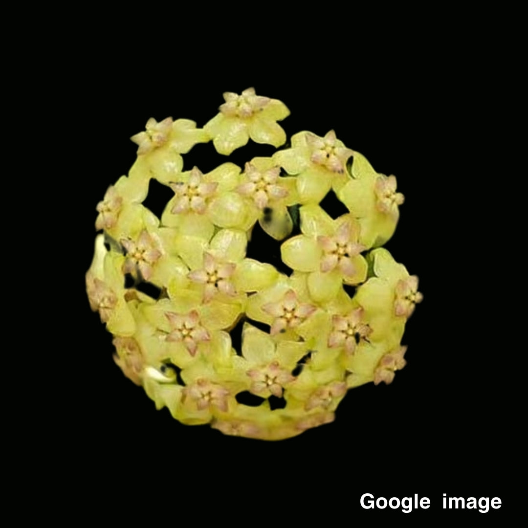 Hoya Nelinae Large (PRE-ORDER)-JULY288