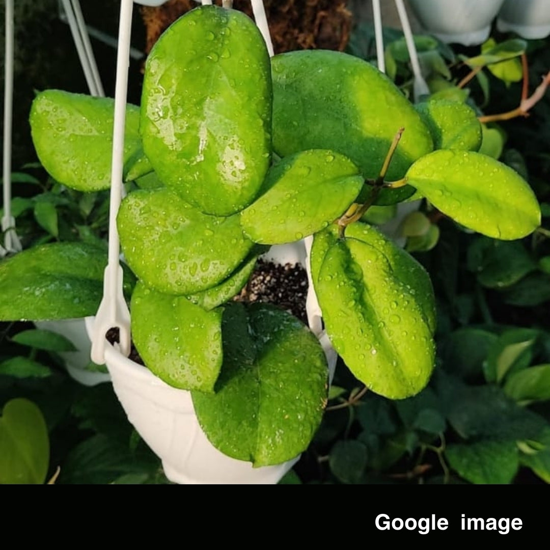 Hoya Nelinae Large (PRE-ORDER)-JULY288