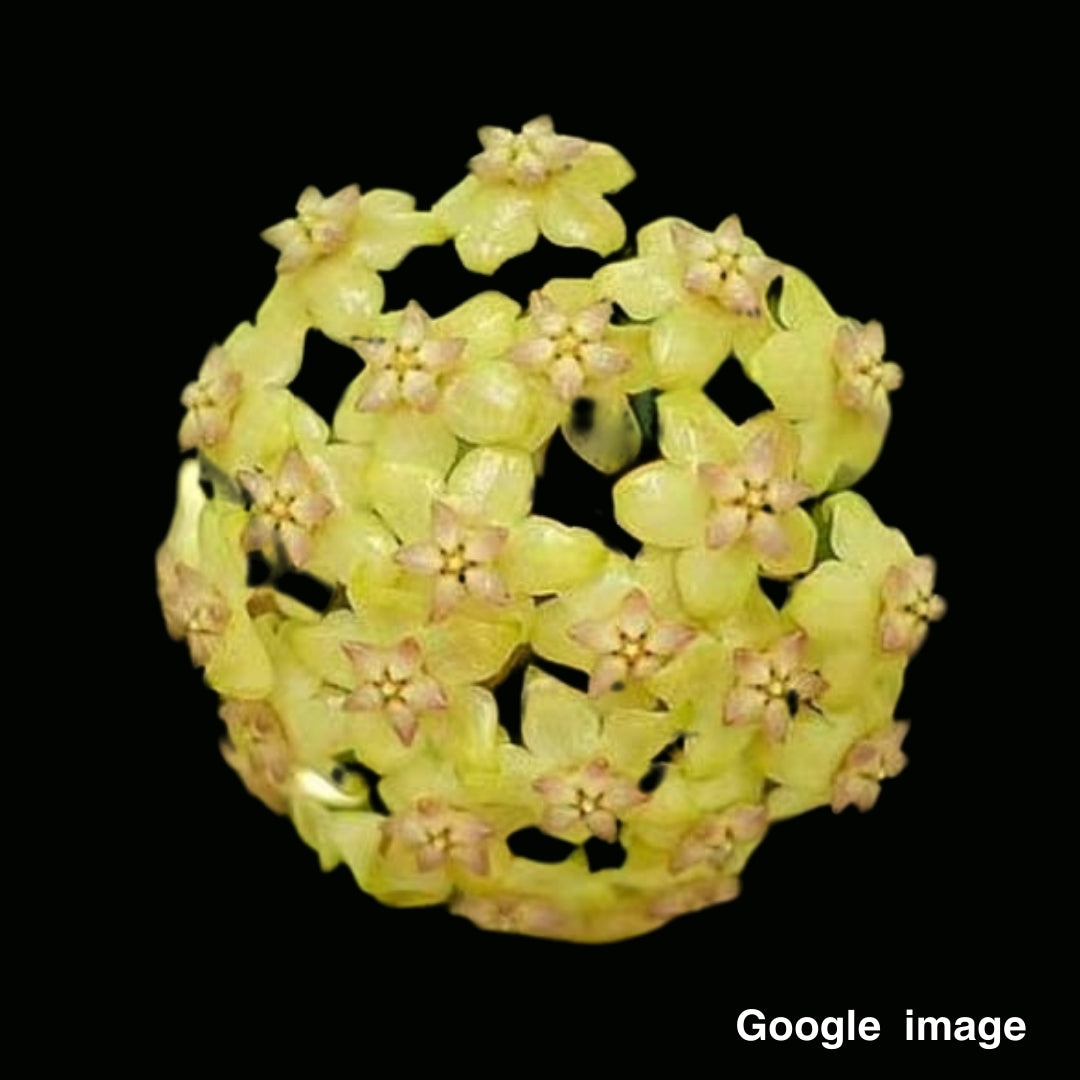 Hoya Nelinae Large (PRE-ORDER)-JULY288