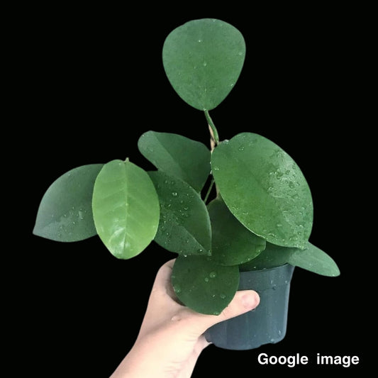 Hoya Nervosa Large (PRE-ORDER)-JULY289