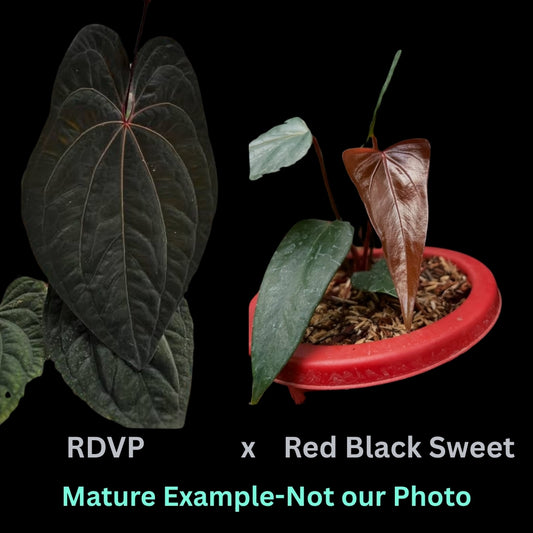 Anthurium Red Dark Phoenix X Red Black Sweet (9cm Pot)- Pre Order JU29