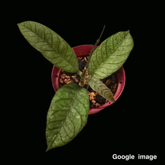 Hoya Alyona (Large) PRE-ORDER-JULY045