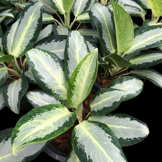 Aglaonema Changpuak Numchai (PRE-ORDER) - JAN029