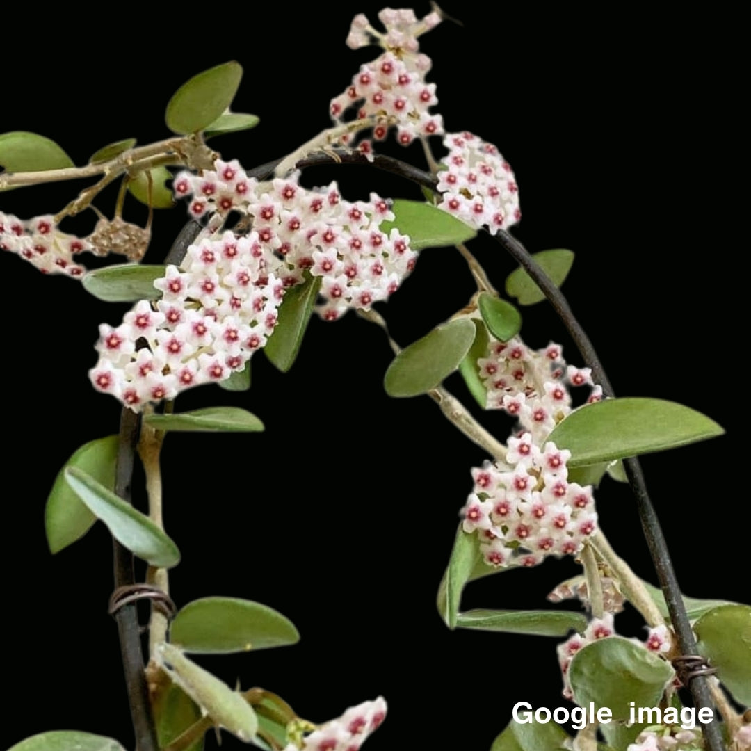 Hoya Nummularioides Big Flower Large (PRE-ORDER)-JULY296