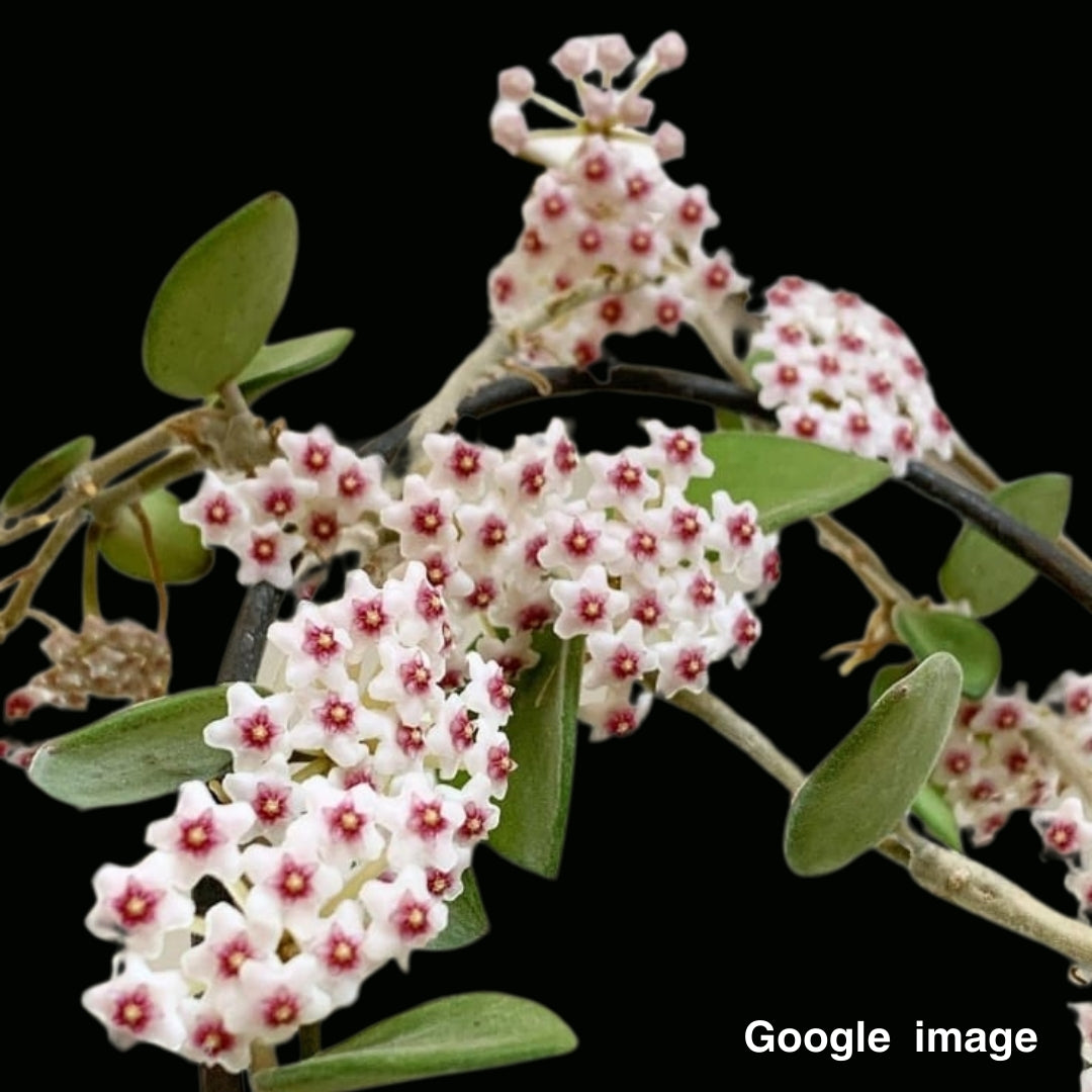 Hoya Nummularioides Big Flower Large (PRE-ORDER)-JULY296