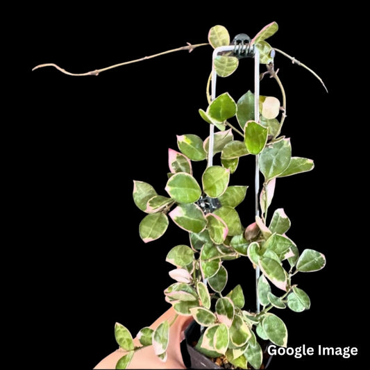 Hoya Lacunosa Asami Variegated (Medium) PRE-ORDER-JULY297