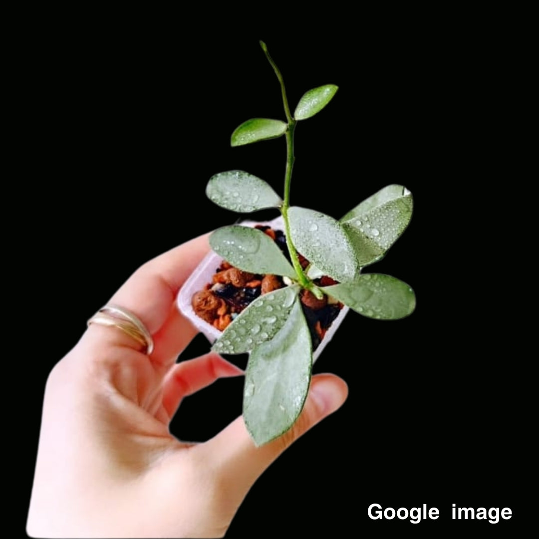 Hoya Nummularioides Silver Large (PRE-ORDER)-JULY297