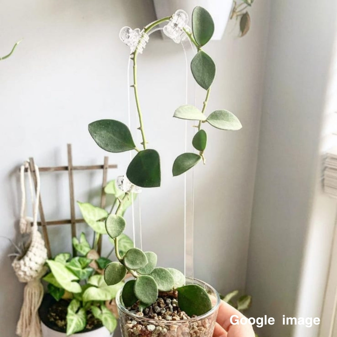 Hoya Nummularioides Yellow Corona Large (PRE-ORDER)-JULY298