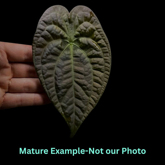 Anthurium Forgetii X Luxurians - Pre Order JU30