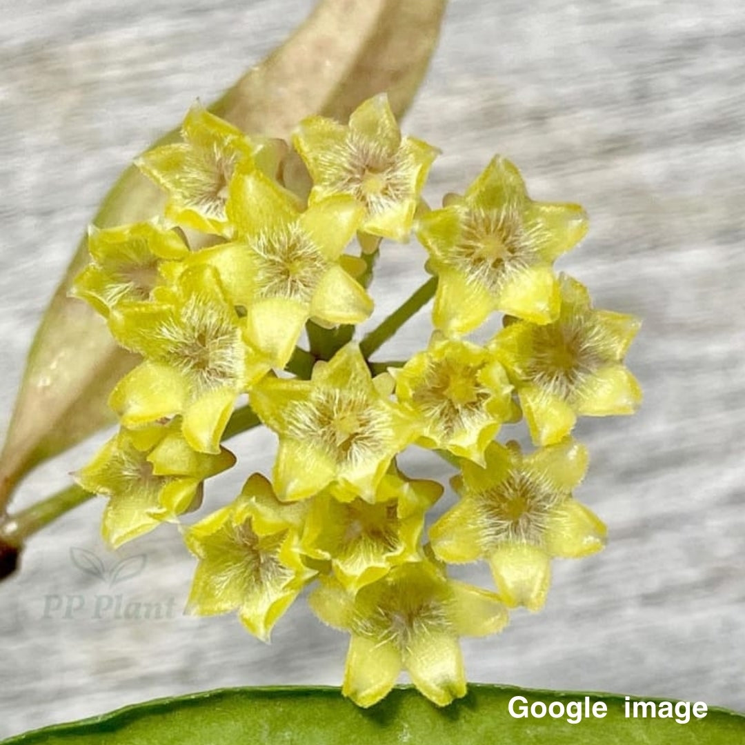 Hoya Amicabilis Medium (PRE-ORDER)-JULY029