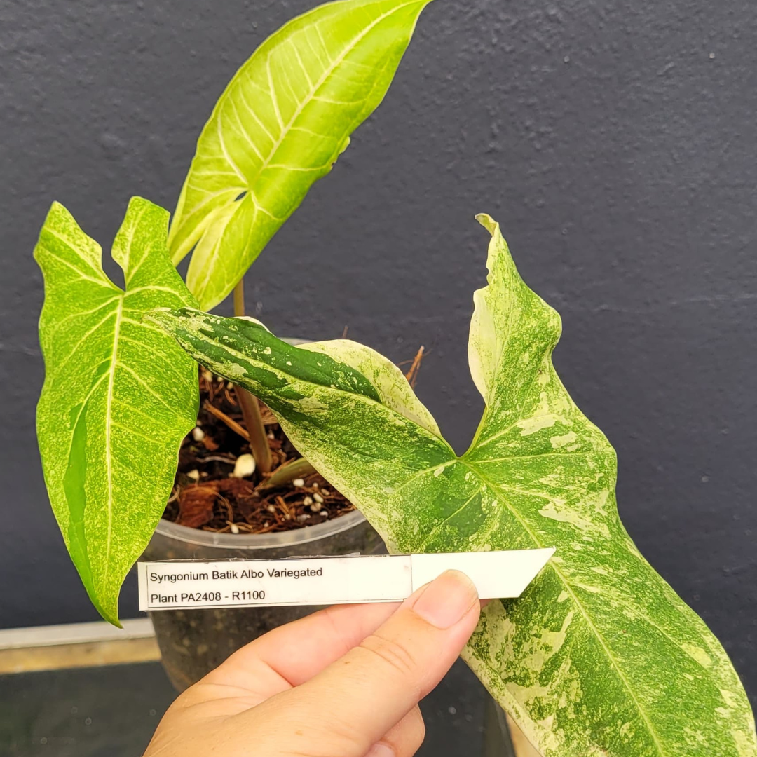 Syngonium Batik Albo Variegated  - Plant PA2408