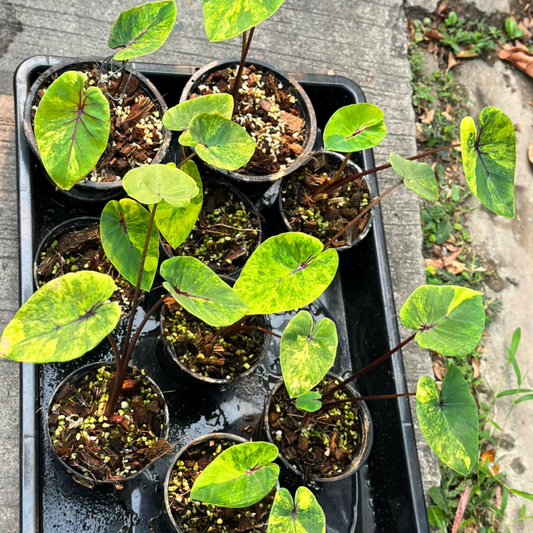 Colocasia pharoah's mask variegated (PRE-ORDER)