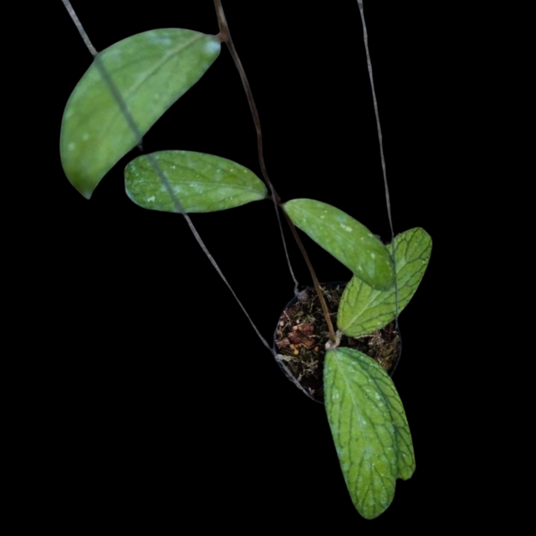 Hoya Sp.Tanggamus  Large (PRE-ORDER)-JULY439