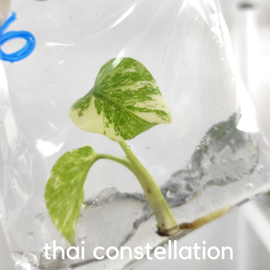 Monstera Thai Constellation Tissue Culture (PRE-ORDER)-TC69