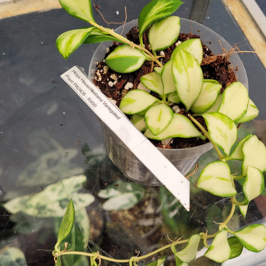 Hoya heuschkeliana Variegated - Plant PA2426