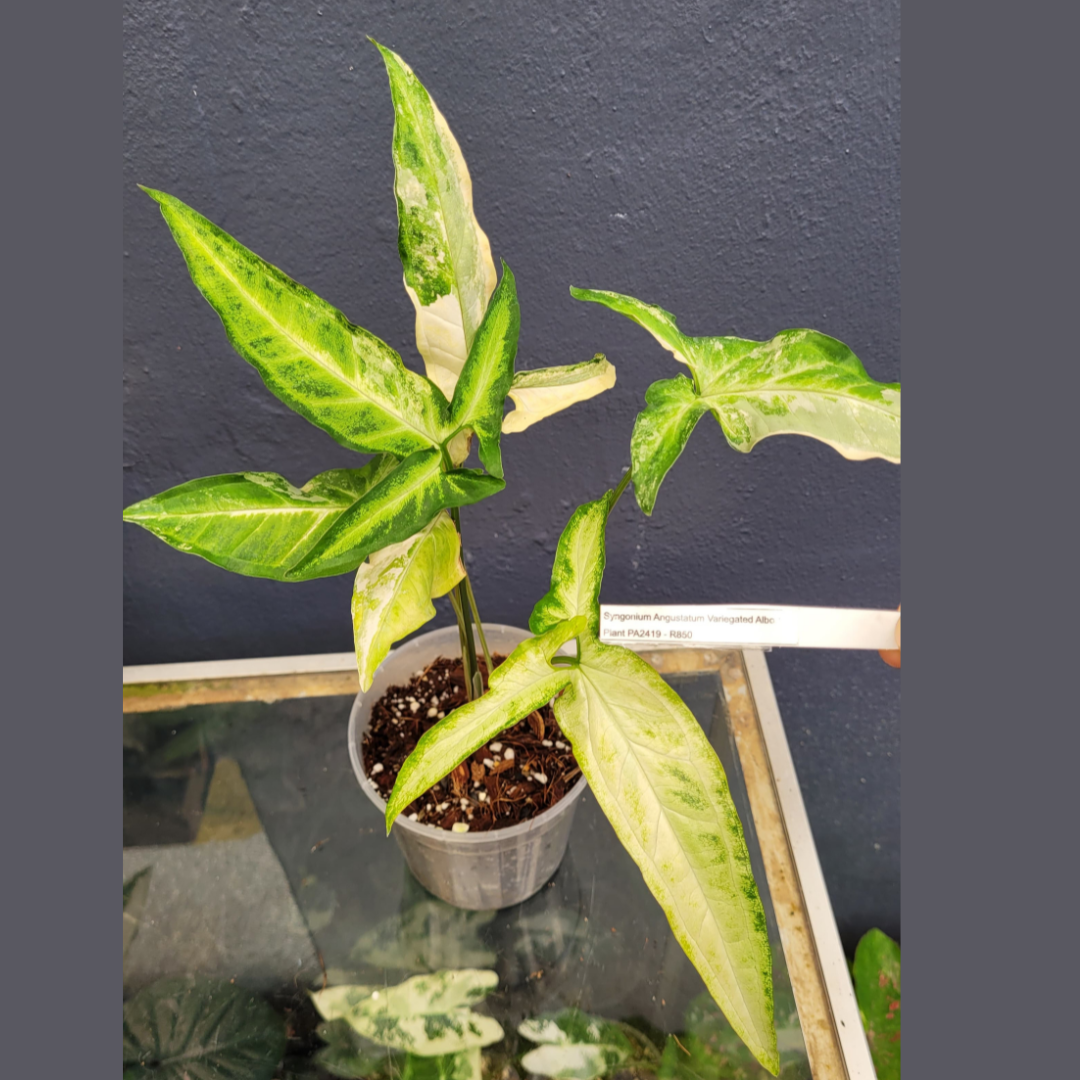 Syngonium Angustatum Variegated Albo - Plant PA2419