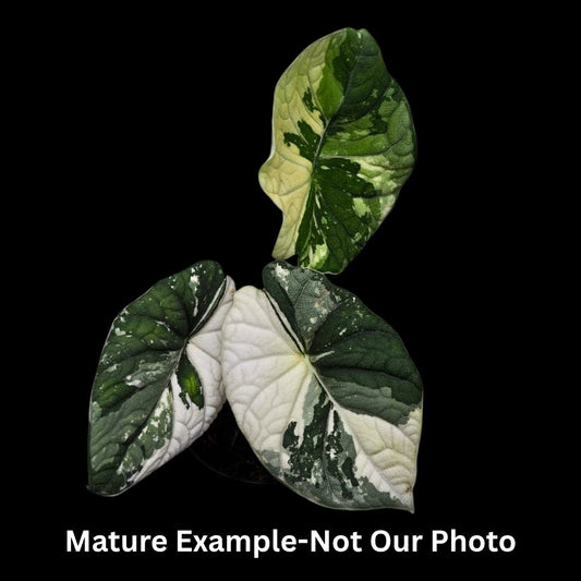 Alocasia Melo Albo Tissue Culture (PRE-ORDER)TC038