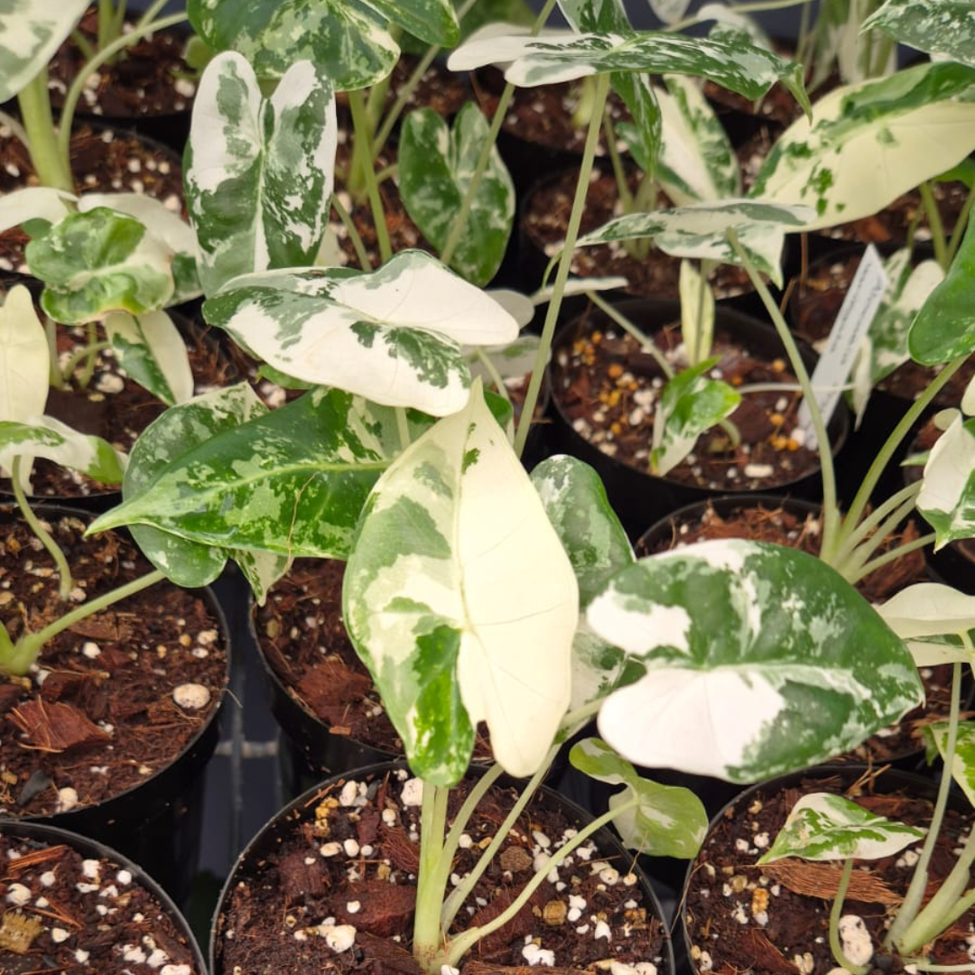 Alocasia Frydeck Variegated