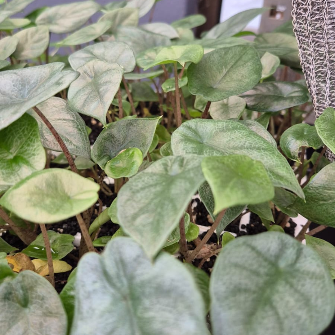 Alocasia Heterophylla Metallic Blue