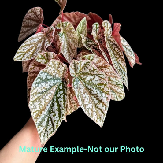 Begonia Snow Capped Var - Pre Order JU2