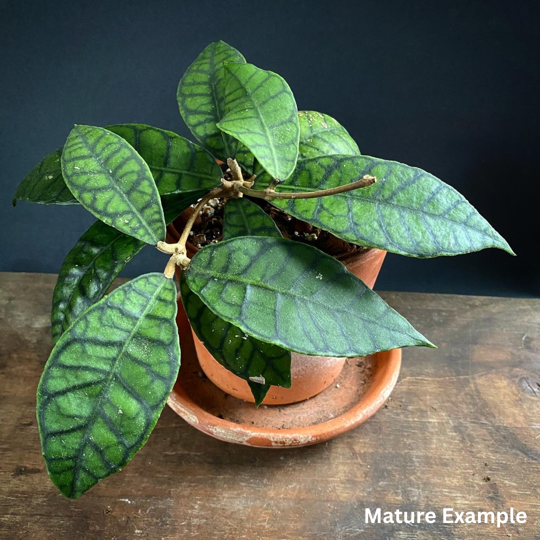 Hoya callistophylla big leaves- Large (PRE-ORDER)-JULY54