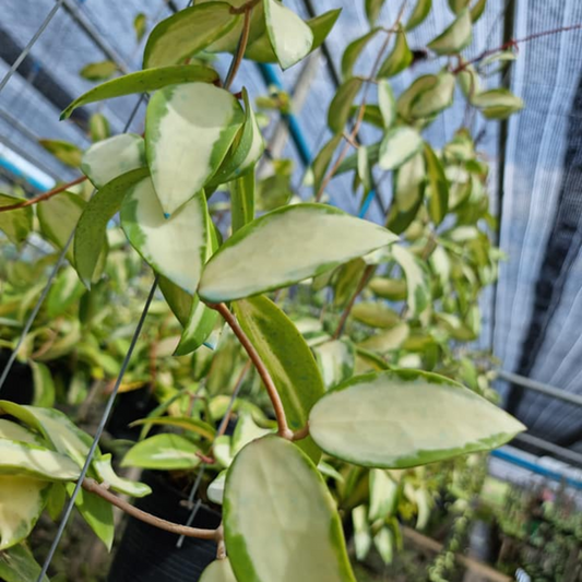 Hoya acuta variegated white Large (PRE-ORDER)-JULY09