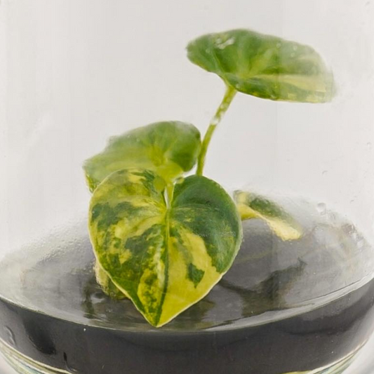 Philodendron Goeldi Variegated Tissue Culture (PRE-ORDER) -TC76