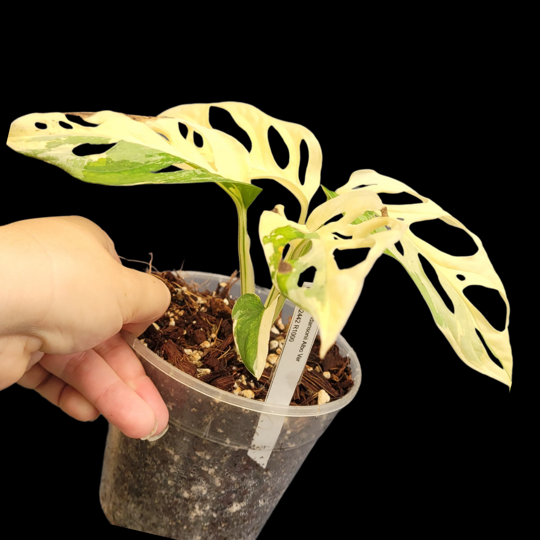 Monstera Adansonii Albo Variegated - Plant PA2442