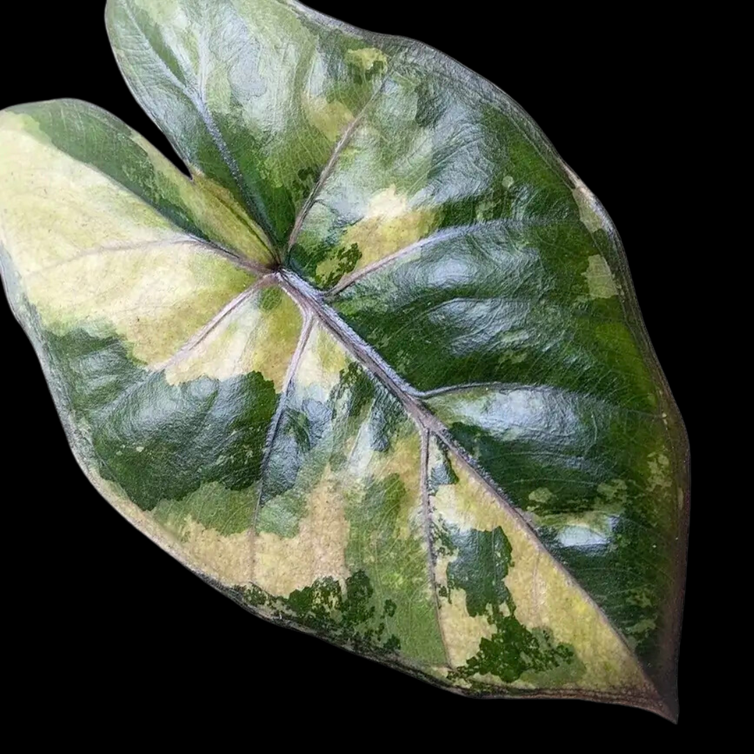 Alocasia Yucatan Princess Variegated (PRE-ORDER)-TC52