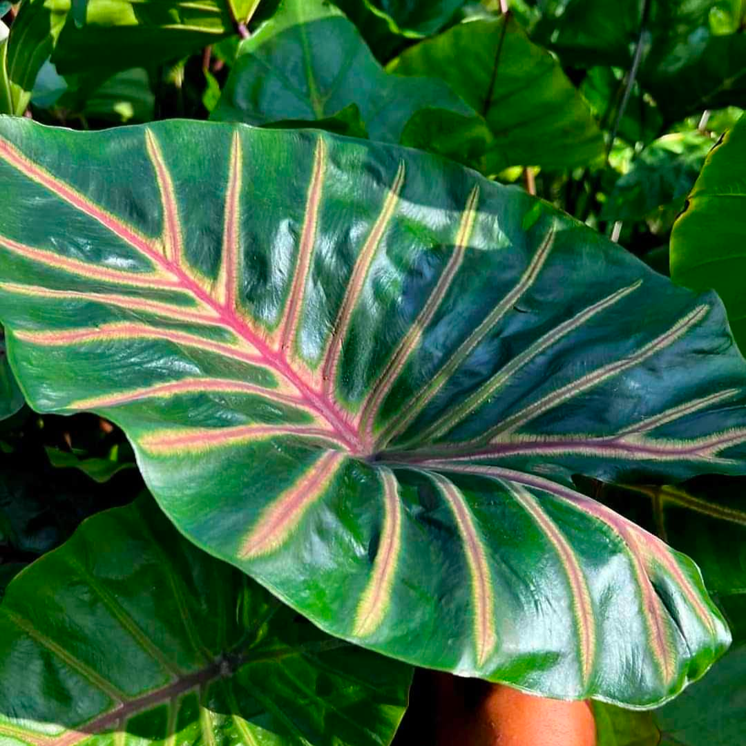 Colocasia Lava Lisa (PRE-ORDER)-COLO81