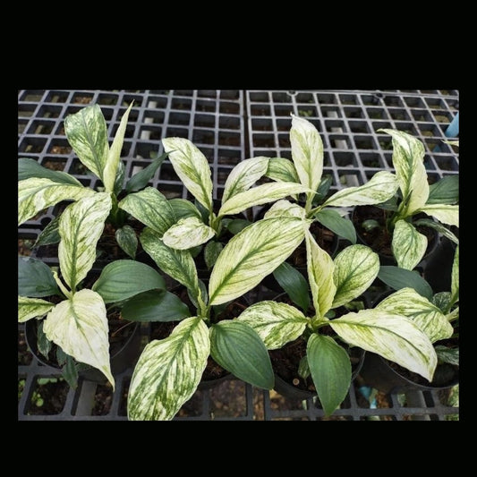 Spathiphyllum Mint (PRE-ORDER)-JUL09