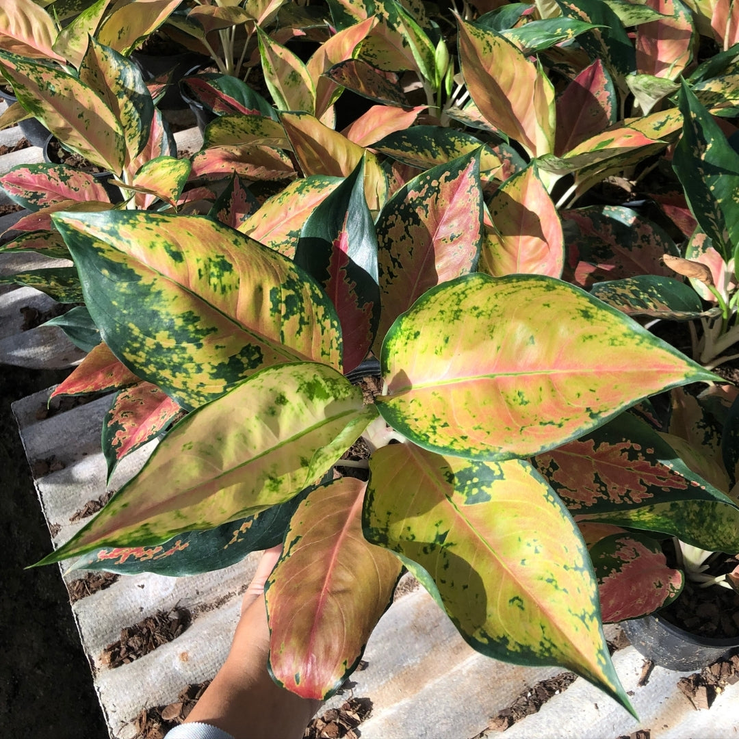 Aglaonema Cochin Orange (PRE-ORDER) - JAN030