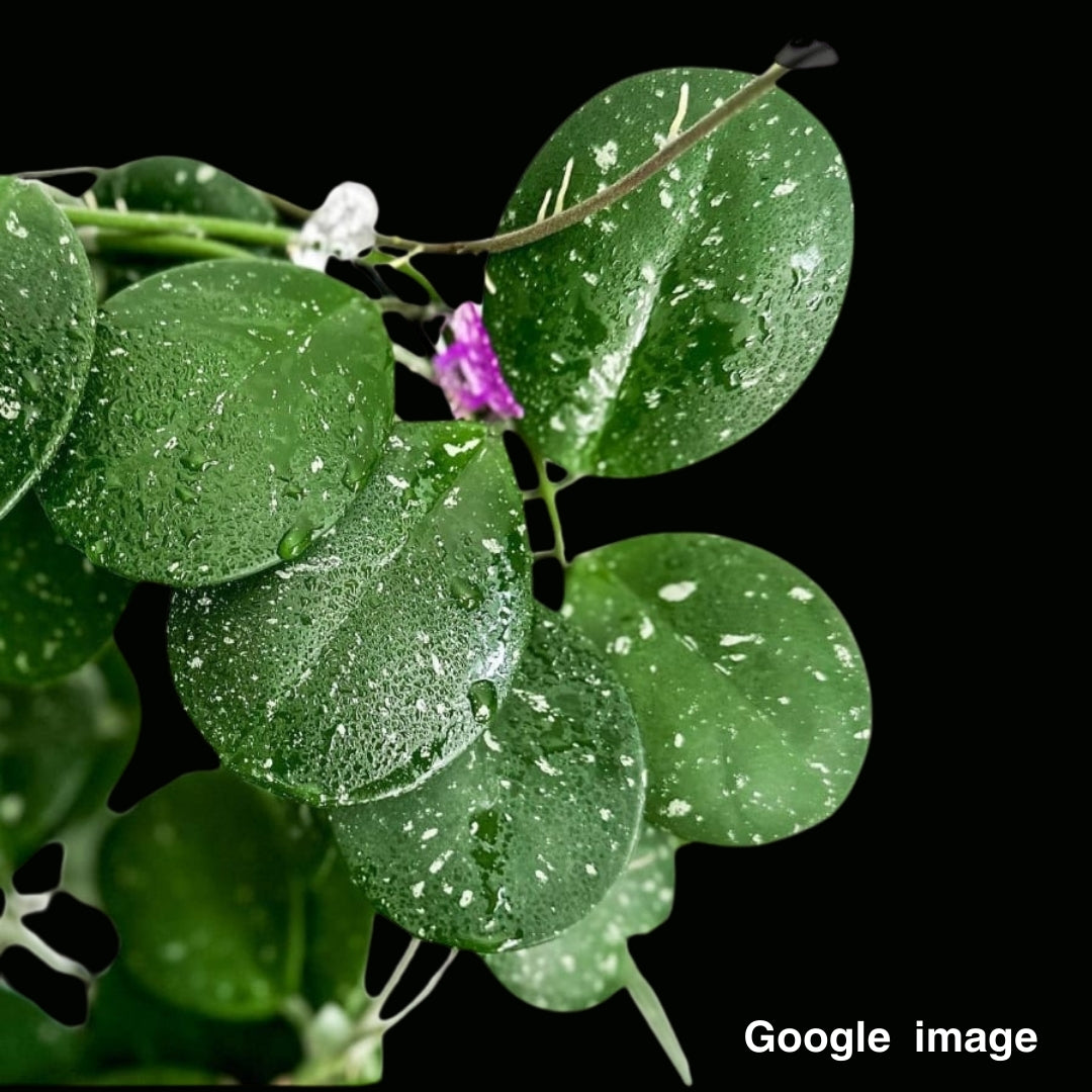 Hoya Obovata Large (PRE-ORDER)-JULY301