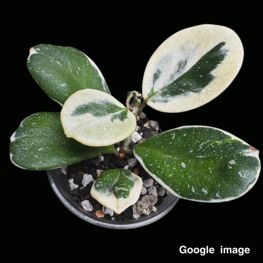 Hoya Obovata Albomarginata White Small (PRE-ORDER)-JULY302