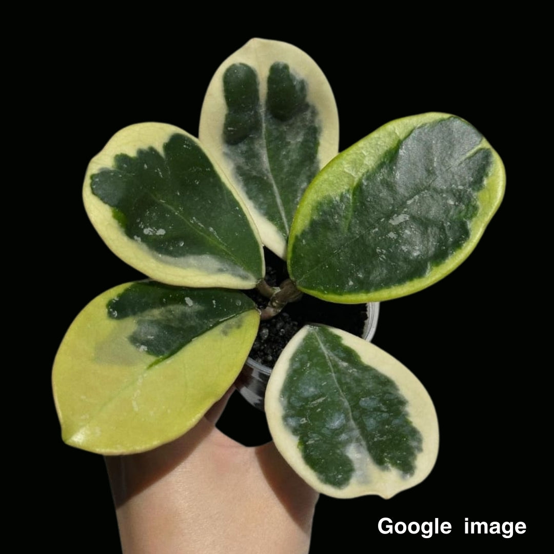 Hoya Obovata Albomarginata White Small (PRE-ORDER)-JULY302