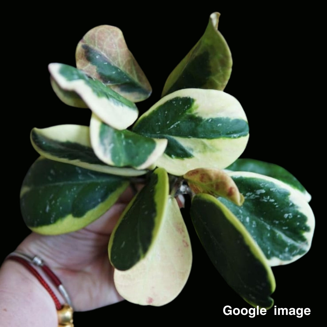 Hoya Obovata Albomarginata White Small (PRE-ORDER)-JULY302